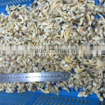 BQF Suff Clam Meat for USA Market photo-3