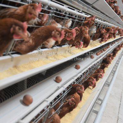 Battery cage for chicken poultry cage