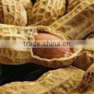 2014 Crop Chinese Washed Peanut in Shell photo-5