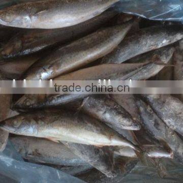 Cheap Price Size 200-300g/pcs Whole Round Frozen Mackerel