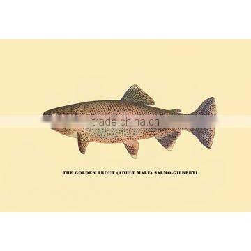 The Golden Trout 20x30 poster