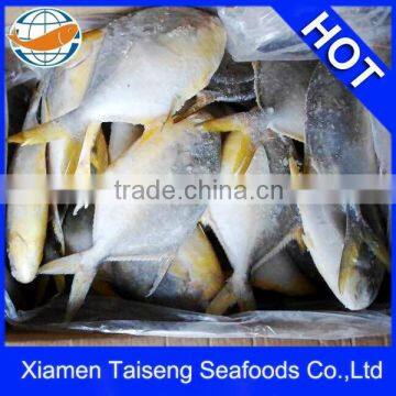 Frozen Golden Pomfret Golden Pompano With Good Quality