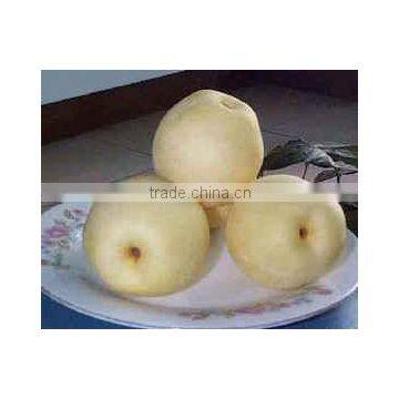 fresh chinese ya pears