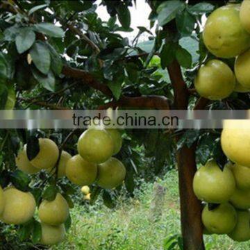 Delicious Fresh Grapefruit Pomelo photo-2