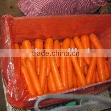 carrot