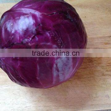 Imported Red Cabbage seeds