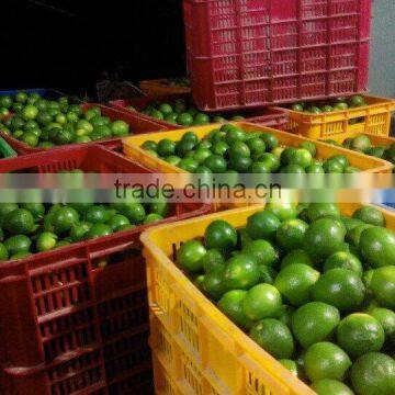 Vietnam Fresh Lime