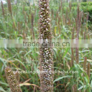 High Yield Hybrid Pennisetum Grass Energy Plant Seed