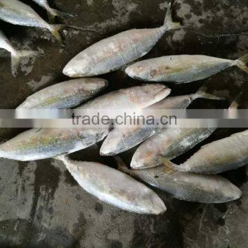 ISO FDA frozen indian mackerel fish seafood exporter