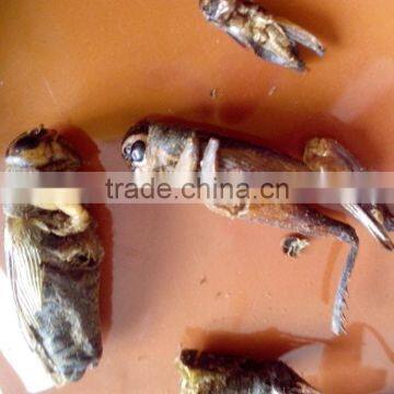 Organic Bird Food Dried Crickets // Dried Mealworms // Grasshopper photo-3