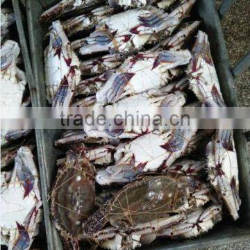 Frozen Blue Swimming Crab photo-4