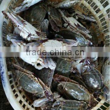 wholesale frozen seafood crab