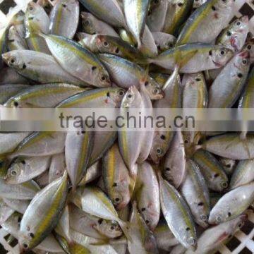 Angling of Horse Mackerel photo-2