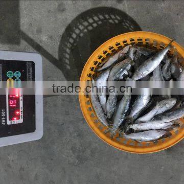 High quality machine grade canned sardines manufacturers with cheapest price