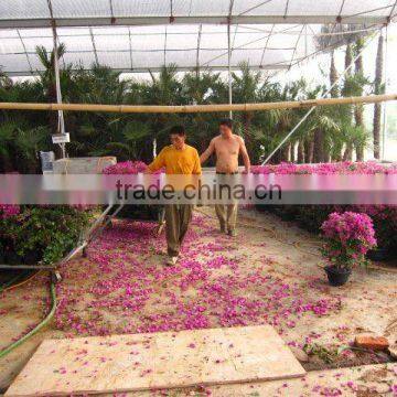 Bougainvillea Plants