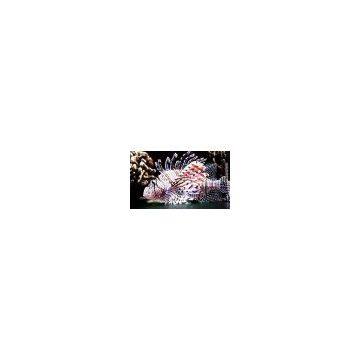 SMD Indoor Video Display (P6)