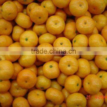 2014 new Chinese fresh Baby Mandarin