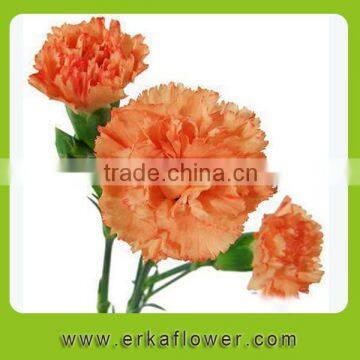 Wide Varieties Good Smell Carnation Bouquet for Wedding Bride photo-3