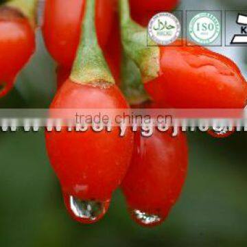 EU standerd low pesticide gojiberry