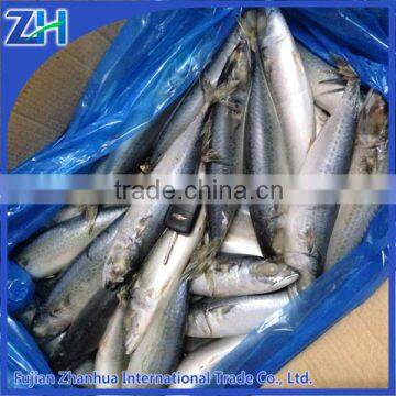 frozen seafood wholesale importers/exporters for pacific mackerel fish market