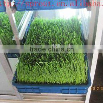 New Functional Automatic -animal Fodder Sprouting Mahine -barley/wheat/meize/seedling Bean Sprout Machine photo-6
