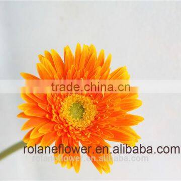 Kunming flower export wooden vase flower pots with 20stems/bundle from Yunnan, China