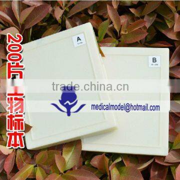 Microorganisms Microscope Slides photo-2