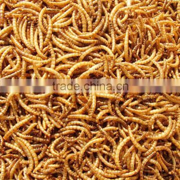 Wholesale yellow mealworms for poultry