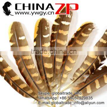 No.1 Supplier CHINAZP Top Selling 20-25cm Length Natural Reeves Venery Wing Pheasant Feathers for Decorations photo-3