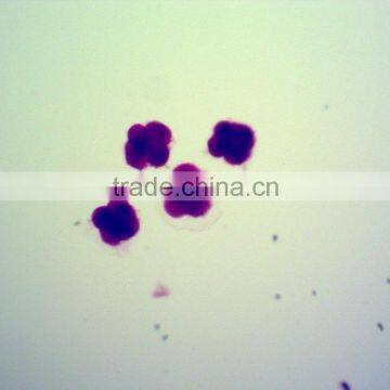 Lab Chick Embryo Microscope Slides,embryology Slides photo-4