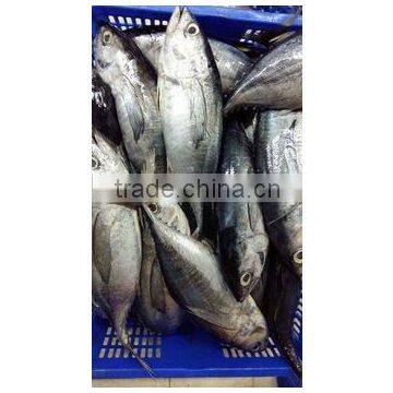 FROZEN BONITO TUNA WHOLE ROUND