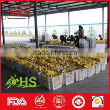 Non Gmo Frozen Yellow Corn Market Price photo-3