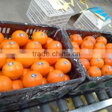 15kg plastic box cheap price navel orange