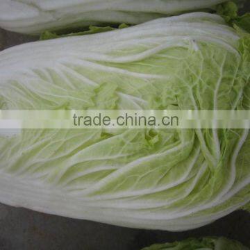 chinese cabbage