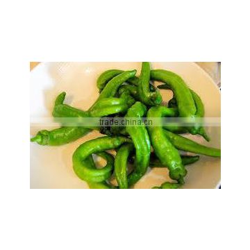 Green chili pepper