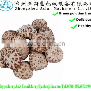 lentinus edodes/mushroom champignon/champignon mushroom