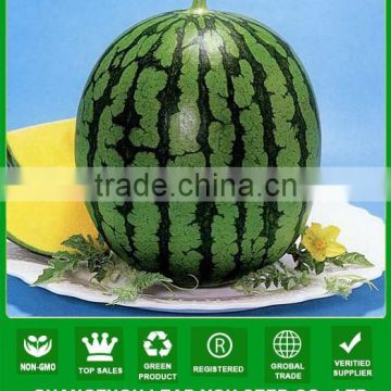 MW05 Jinhuang F1 hybrid yellow fresh seedless watermelon seeds for planting