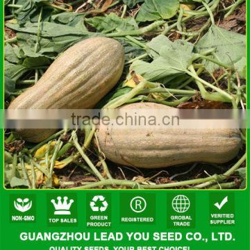 PU11 Nanguawang big size sweet pumpkin seeds for agriculture planting, hybrid pumpkin seeds