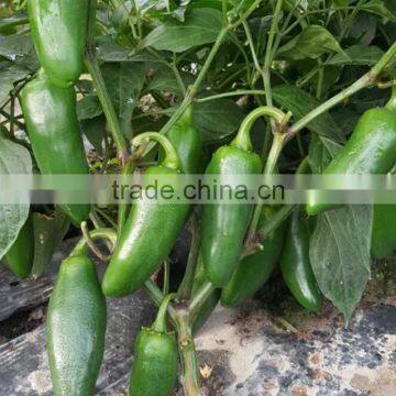 Small Hot Pepper/Chilli Seed Bullet No.2 photo-3