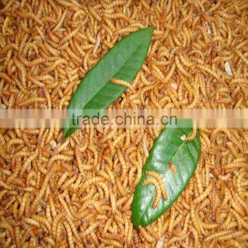 FD/AD/SD Mealworm Bird/fish/reptile Food photo-3