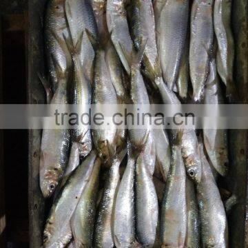 Canned Sardine Fish Frozen Sardine for Canning photo-4