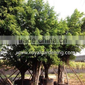 FIcus Microcarpa Ficus Nitida