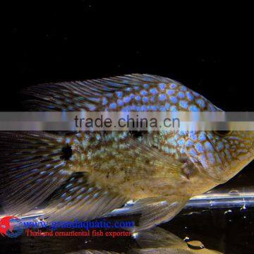Green Texas Cichlid for Freshwater Aquarium Fish photo-2