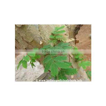 Acacia Catechu Extract photo-2