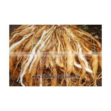 Asparagus Racemosus Root Extract photo-4