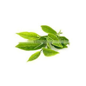 100% natural gymnema Leaf