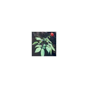 Panax Ginseng Root Extract/Ginsenosides