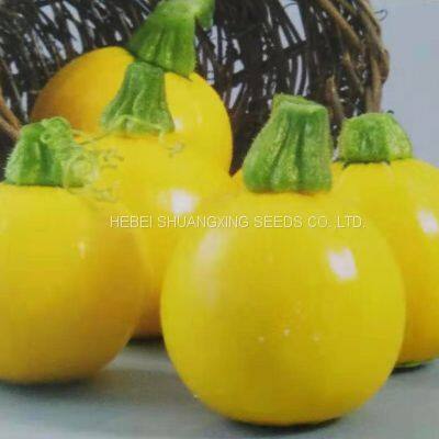 Jinzhu No. 2 Chinese Yellow Skin Hybrid Squash/zucchini Seeds photo-3