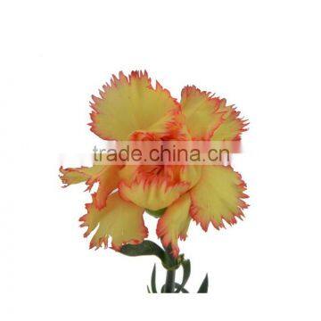 Durable Carnival single stem carnation flower