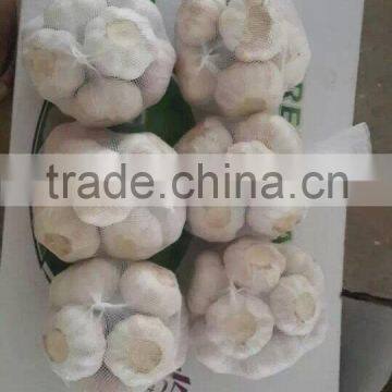 5.5 CM Garlic /Pure White Garlic